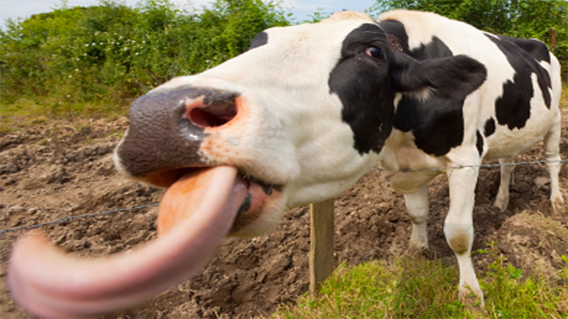 cow[1].png