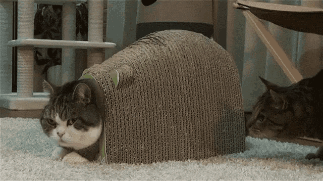 maru-surprise.gif