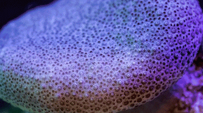 cda1f7ec8a623b0f6838e550f23a0aad.gif
