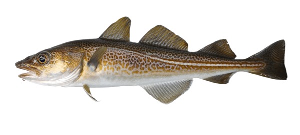 atlantic-cod-fresh-gadus-morhua-600nw-1433476505.jpg