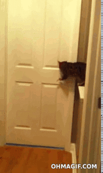 WyrB.gif