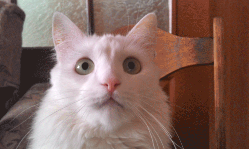 catnip-1.gif