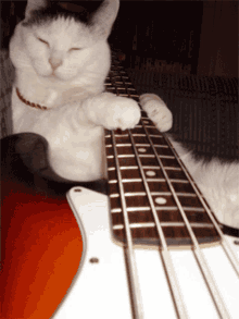 bass-kitty.gif