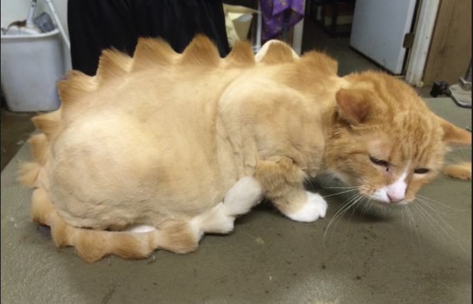 Blog.kitty_.png