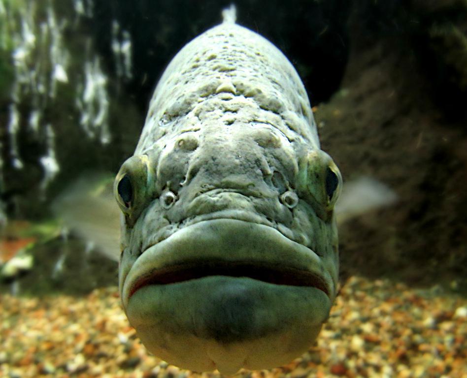 largemouth-bass-face.jpg