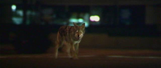 collateral_coyote04.jpg