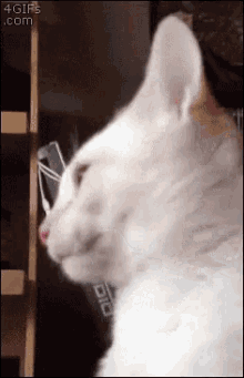 tongue-cat.gif