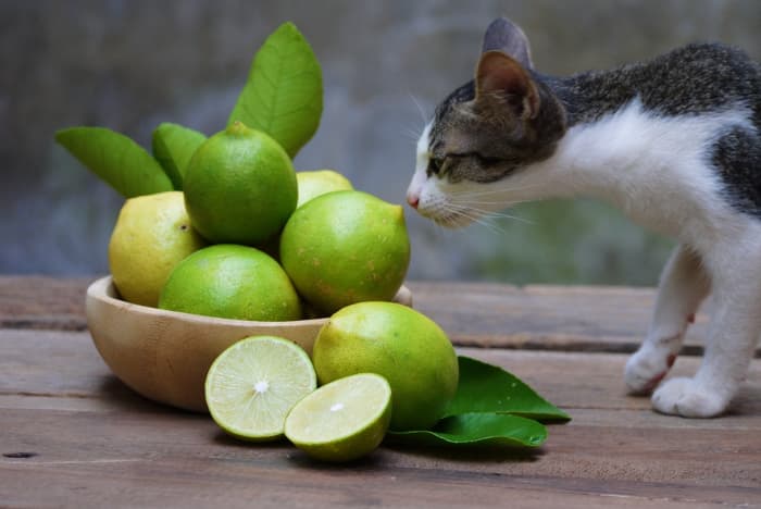 Kitten-Sniffing-Lemons.jpg