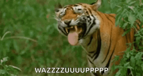 wazzup-hey.gif